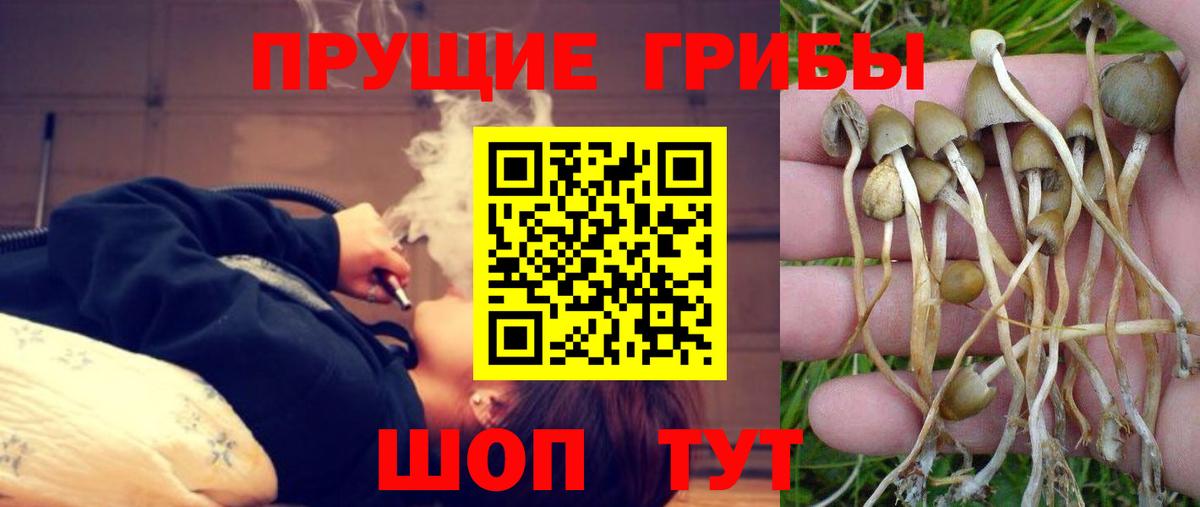 Галлюциногенные грибы Psilocybine cubensis Долгопрудный